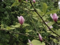 Vår magnolia blommar