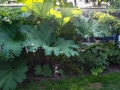 Gunnera-i-Skivarpsträdgården