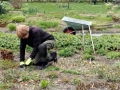 Vårupptakt  i Svaneholm: Karin-rensar-en-rabatt